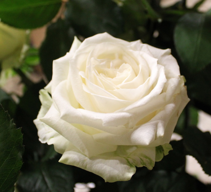 大切な人への贈り物にぴったり 白いバラの花束に込められている意味とは 大阪府吹田市江坂の花屋さんのmoriya